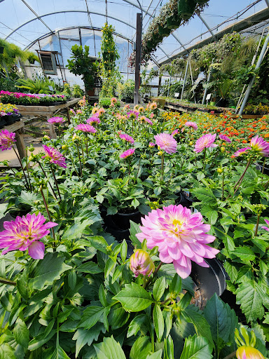 Matkins Flowers & Greenhouse - Thumbnail