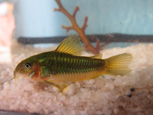 Catfish Aquarium
