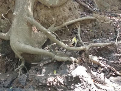 Photos of Macha Tours