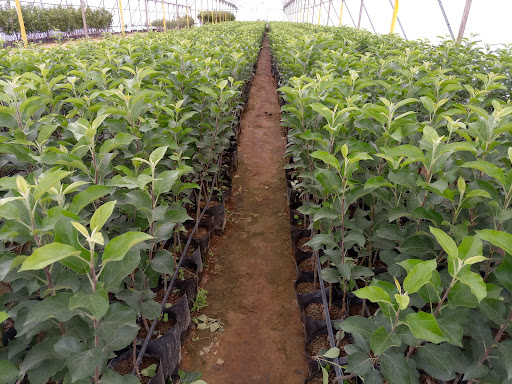 Rancho las manzanas - Thumbnail