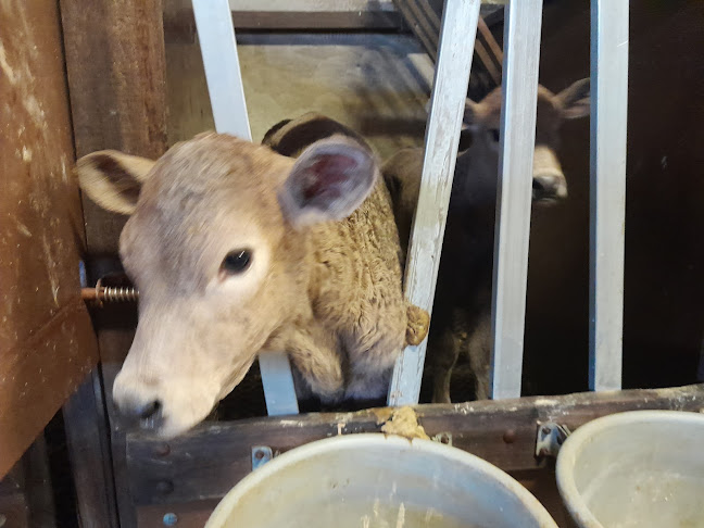 Opinii despre La Ferme de Tartifume în Pessac - Autre