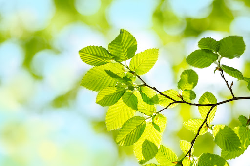 Purestevia