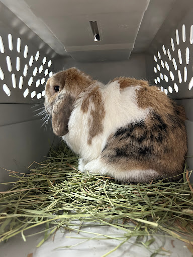 Lone Mountain Animal Hospital - Thumbnail