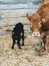 Photo n°4 de Ferme de la Nerrière à Antigny (Ferme bio)