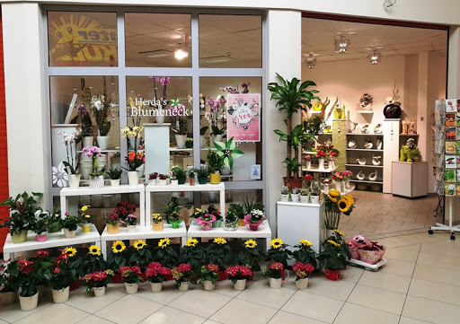 Herda's Blumeneck - Visual