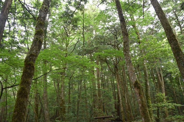 Aokigahara