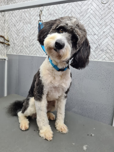 The Lavender Labrador