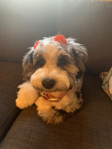 Deb's Perky Puppy Gallery - United States