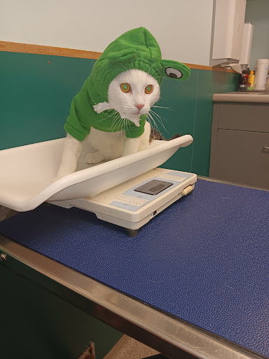 VCA Lewiston Animal Hospital