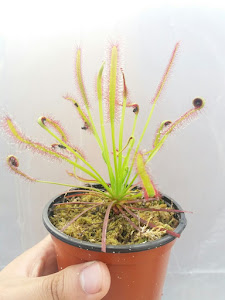 Venta de plantas carnivoras 1