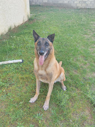 Photo n°12 de Coachin'dog Veauche à Veauche (Dresseur pour chiens)