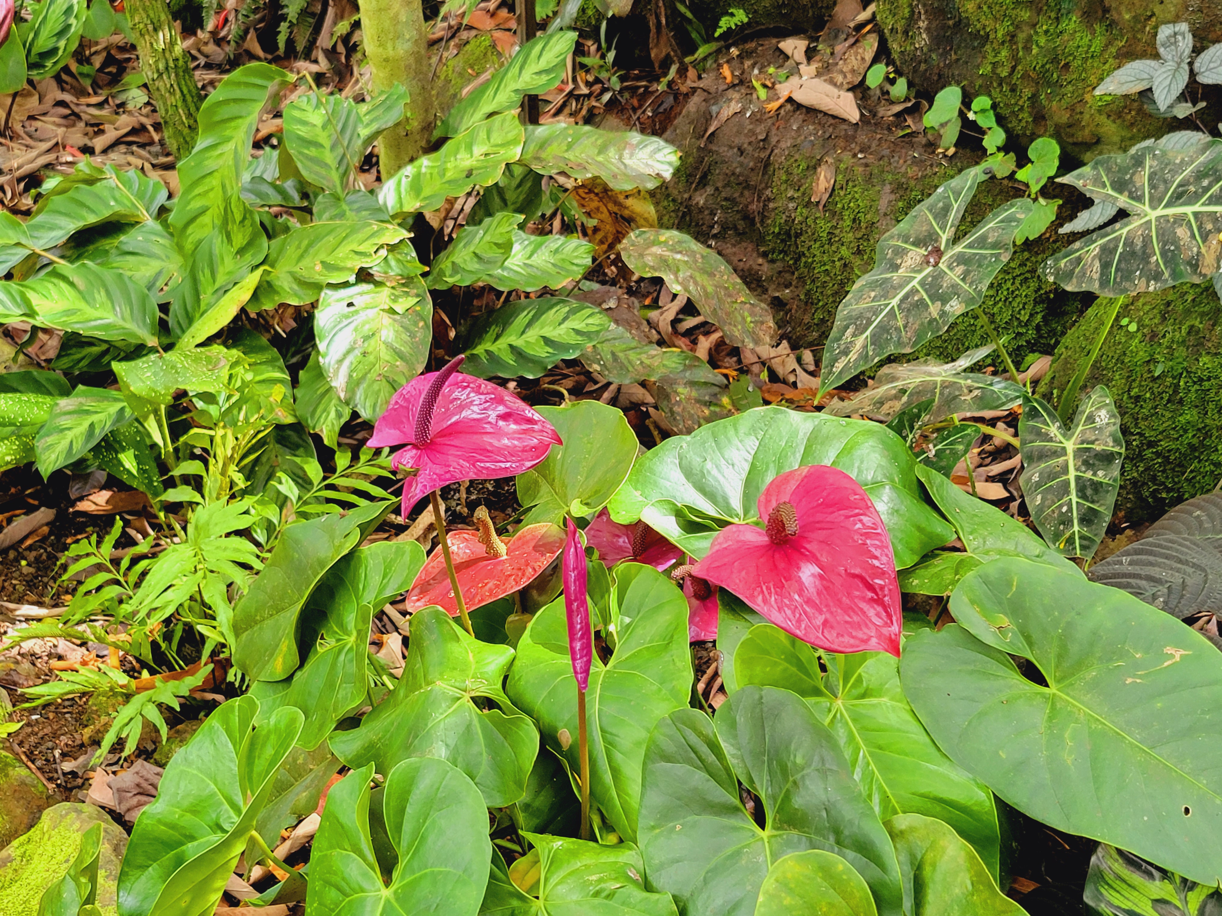 Princeville Botanical Gardens