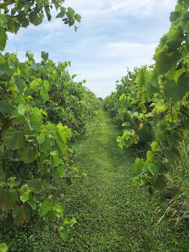 Black Silo Winery Gallery - United States