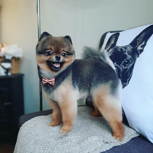 Comentarii opinii despre HairDog Peluquería Canina