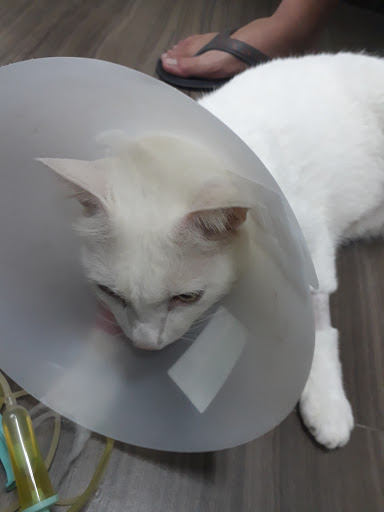 Vet Practice Pte Ltd - Thumbnail