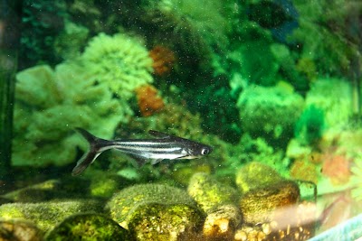 Photos of A-one Aquarium Shop