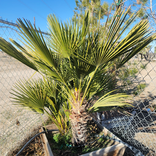 HI Desert Plant Nursery - Thumbnail