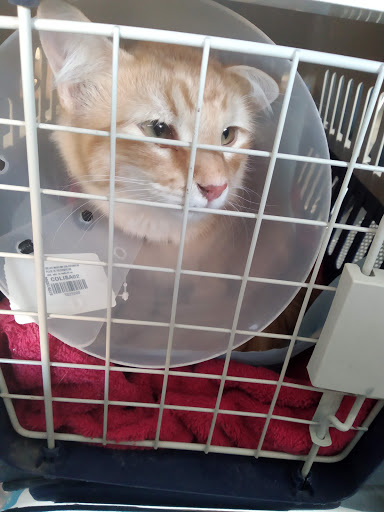 Animal Care Hospital Veterinario - Thumbnail