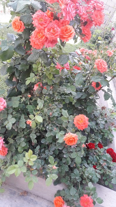 Photos of منتزه حي المعلمين