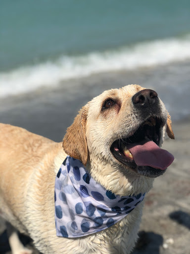 Bark buddy llc - Visual