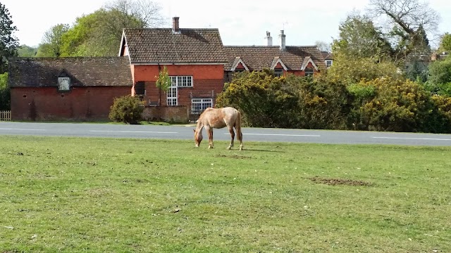 Parc national New Forest