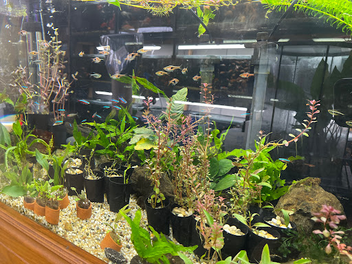 Brisbane Goldfish Specialists - Thumbnail