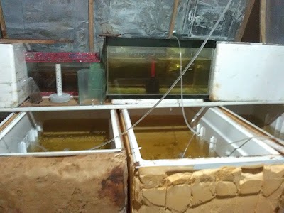 Photos of rama Guppy Farm