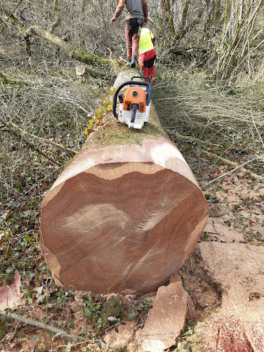 Photo de Entreprise de Travaux Forestiers BERWIT Cercoux à Cercoux (17270)