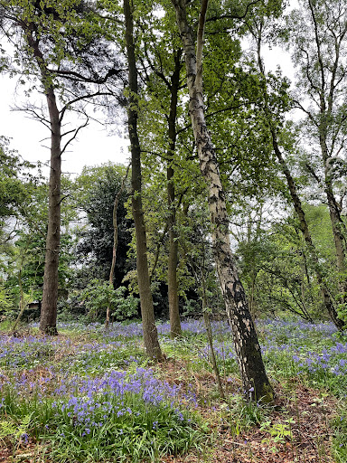 Black Firs Wood Nature Reserve Gallery - United Kingdom