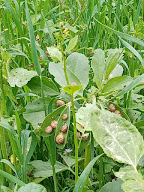 L'Escargotière des goussieres / Ferme des goussièress à Fontaine-Couverte