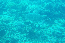 Agincourt Reef, Port Douglas, Australia