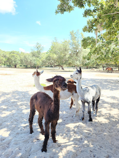 Safe Haven Ranch - Visual