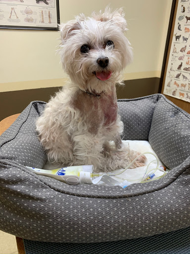 Aspen Commons Animal Hospital