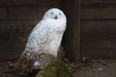 Photos of Wildpark Kn&uuml;ll
