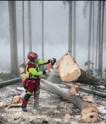 Photo n°32 de Mr Germain élagage, abattage, espaces verts à Chambourcy (Paysagiste)