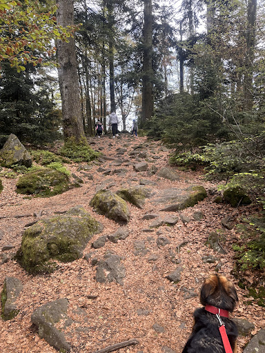 Hausstein - Visual