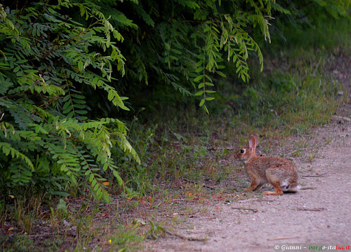 Bosco Della LITE - Thumbnail
