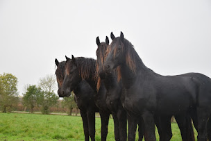 Photo n°35 de Haras du Berry à La Motte-Feuilly (Haras)