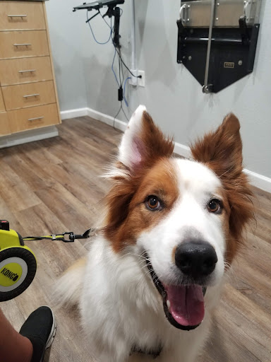 North Austin Animal Hospital - Thumbnail