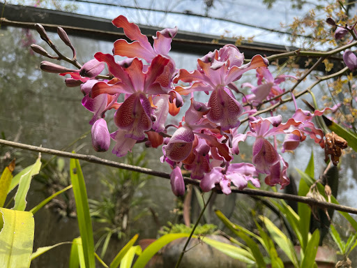 Lo de Perla Jardín de Selva - Thumbnail