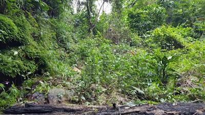Photos of Hiking Trail