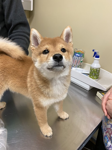 Thetis Heights Veterinary Clinic - Thumbnail