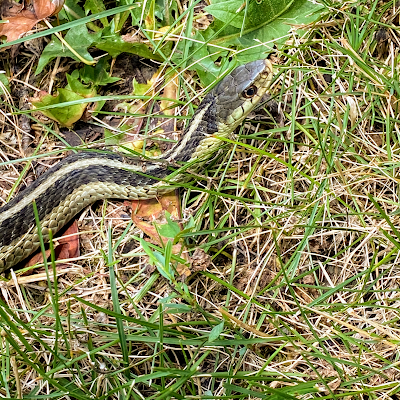 Steel City Wildlife Control