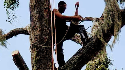 Avatar for Hitts Top quality tree and lawn LLC license &insured