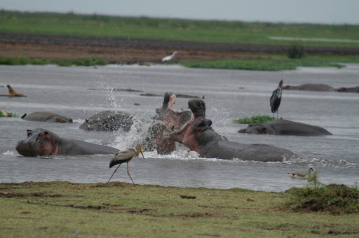 Hippo Creek Safaris - Thumbnail