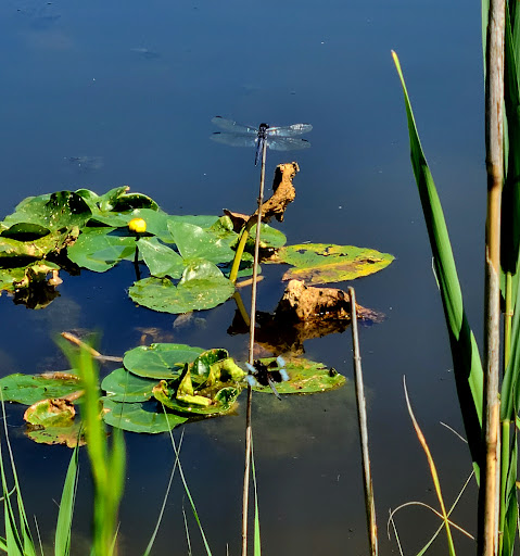 Brook Wildlife Area - Thumbnail