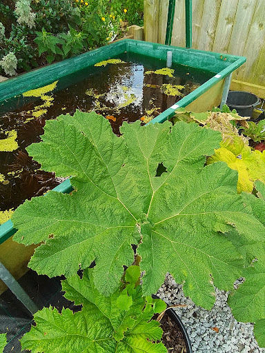 Sunk Island Garden Centre - Thumbnail