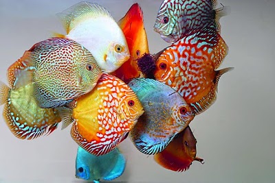Photos of Discus Sunshine's Valley