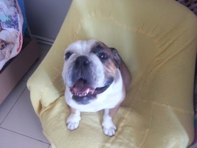 Photos of Tip Top Pet Hotel