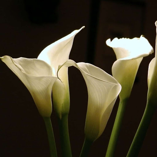 Serenity Funeral Service, Crematory And Monuments - Thumbnail